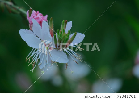A flower that resembles a fluttering butterfly A flower that resembles a fluttering butterfly 78341701