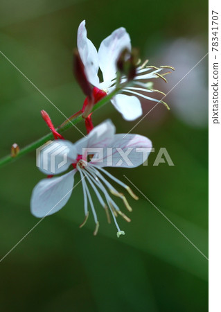 一朵像飛舞的蝴蝶的花 78341707