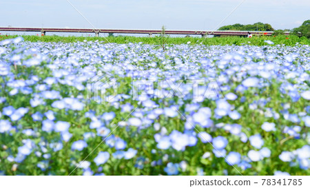 Nemophila field 78341785