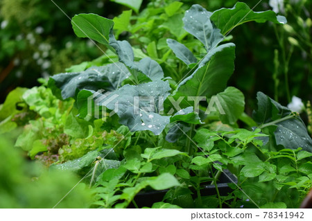 Mixed green growing vegetables in the rain Mixed green growing vegetables in the rain 78341942