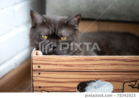 Gray cat with yellow eyes lays in cardboard box Gray cat with yellow eyes lays in cardboard box 78342023