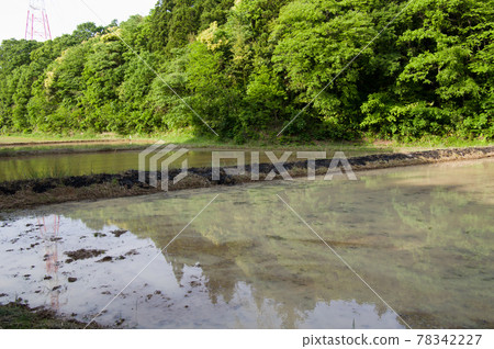 Burn the shores of rice fields 78342227