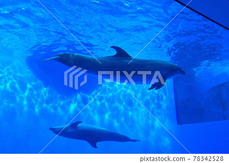 Umigatari Dolphin (Niigata Prefecture) 78342528