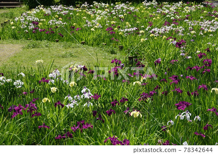Flower iris garden in Ikedaike Park Flower iris garden in Ikedaike Park 78342644