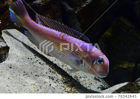 Akaamadai (Niigata Prefecture) 78342645