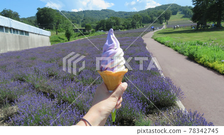 Lavender field and lavender soft Lavender field and lavender soft 78342745