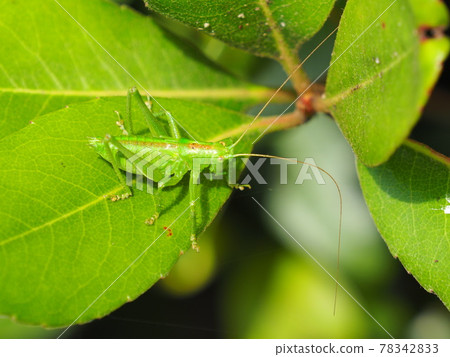 Mid-term larva of Tettigonia orientalis. Small wings are formed. Mid-term larva of Tettigonia orientalis. Small wings are formed. 78342833