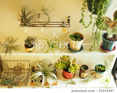 用植物裝飾房間的牆壁 78343447