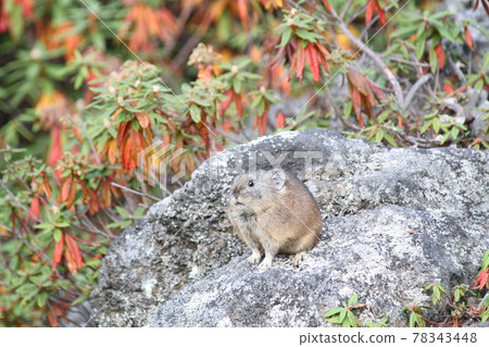 Pika在岩石上 Pika在岩石上 78343448