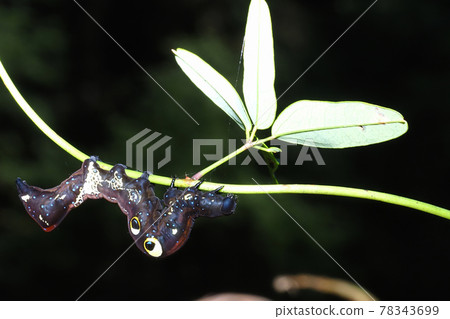 Larvae of Akebikonoha Larvae of Akebikonoha 78343699