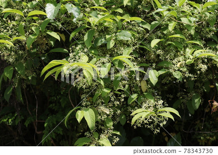 Mayumi, a small white flower that blooms in early summer Mayumi, a small white flower that blooms in early summer 78343730