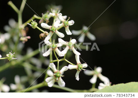 Mayumi, a small white flower that blooms in early summer Mayumi, a small white flower that blooms in early summer 78343734