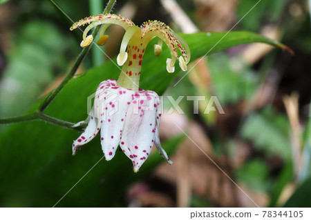 Yamahototogisu花 Yamahototogisu花 78344105