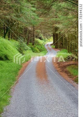 Scenic winding road through conifer forest in Scotland Scenic winding road through conifer forest in Scotland 78344132