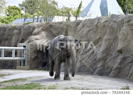 Nonhoi 公園的亞洲象 78344148