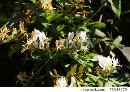 香甜的金銀花 香甜的金銀花 78344279