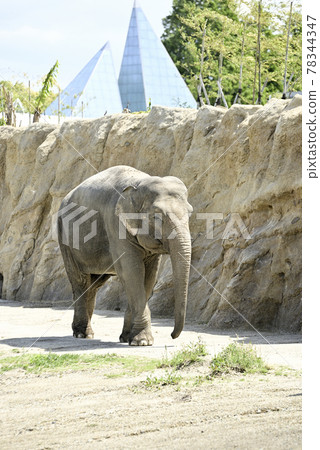 Asian Elephant in Nonhoi Park 78344347