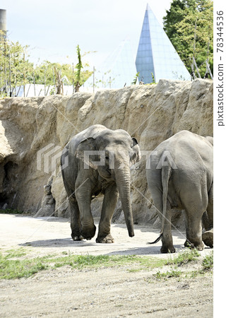 Nonhoi 公園的亞洲象 78344536
