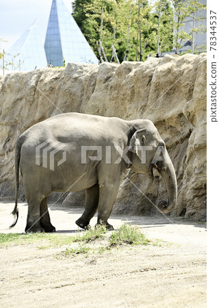 Nonhoi 公園的亞洲象 78344537