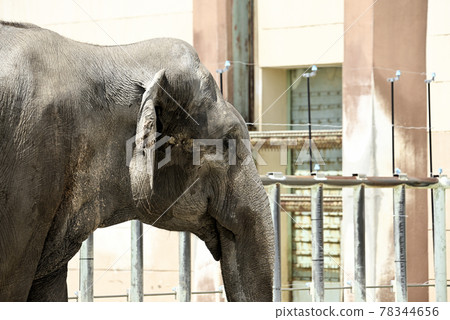 Nonhoi 公園的亞洲象 78344656