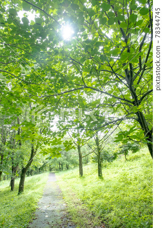 Park promenade Park promenade 78344745