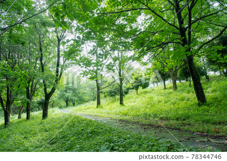 Park promenade Park promenade 78344746