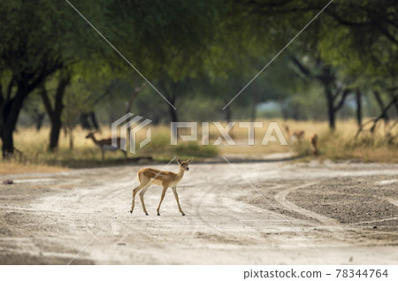 blackbuck or antilope cervicapra or indian antelope fawn at tal chhapar sanctuary churu rajasthan india 78344764