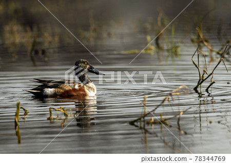 Northern shoveler or shoveller or Anas clypeata or Spatula clypeata closeup floating in wetland of keoladeo national park or bharatpur bird sanctuary rajasthan india 78344769