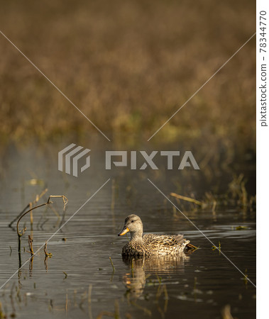Gadwall or Mareca strepera in early morning with reflection in shallow water at wetland of keoladeo national park or bharatpur bird sanctuary rajasthan india 78344770
