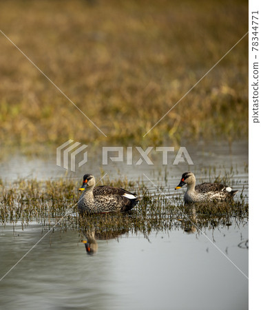 indian spot billed duck or Anas poecilorhyncha pair in keoladeo ghana national park or bharatpur bird sanctuary rajasthan india indian spot billed duck or Anas poecilorhyncha pair in keoladeo ghana national park or bharatpur bird sanctuary rajasthan india 78344771
