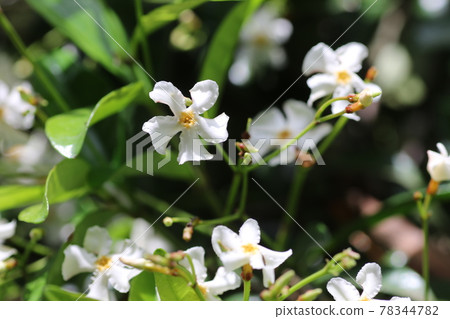 White flowers of Asiatic jasmine with a sweet scent that grows around the tree 78344782