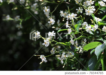 亞洲茉莉的白花，在樹周圍生長，散發著甜美的香味 78344785