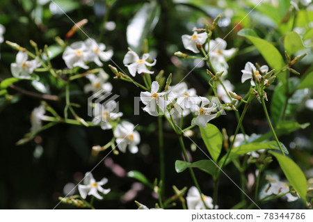 亞洲茉莉的白花，在樹周圍生長，散發著甜美的香味 78344786