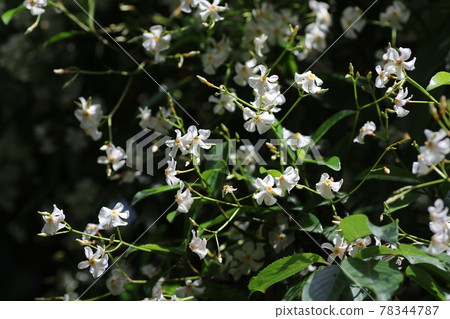 White flowers of Asiatic jasmine with a sweet scent that grows around the tree White flowers of Asiatic jasmine with a sweet scent that grows around the tree 78344787