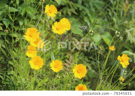 Specific alien organisms, yellow flowers that grow everywhere, Lance-leaved Coreopsis 78345031