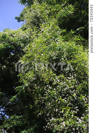 White flowers of Asiatic jasmine with a sweet scent that grows around the tree White flowers of Asiatic jasmine with a sweet scent that grows around the tree 78345045