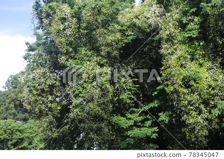 White flowers of Asiatic jasmine with a sweet scent that grows around the tree 78345047