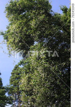 White flowers of Asiatic jasmine with a sweet scent that grows around the tree 78345049