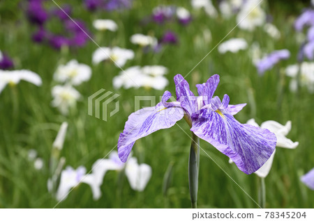 Hana shawab 78345204