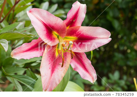 Beautiful pink lilium Anastasia in summer garden Beautiful pink lilium Anastasia in summer garden 78345259