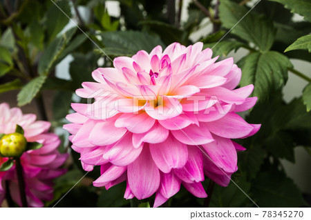 Beautiful pink dahlia Karma Prospero flower in summer garden Beautiful pink dahlia Karma Prospero flower in summer garden 78345270