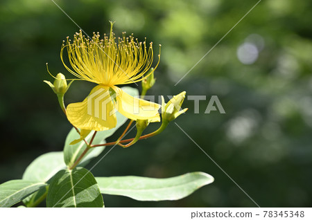 豆教規花 豆教規花 78345348