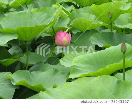 The pink buds of Ogahas in Chiba Park that are about to bloom The pink buds of Ogahas in Chiba Park that are about to bloom 78345367