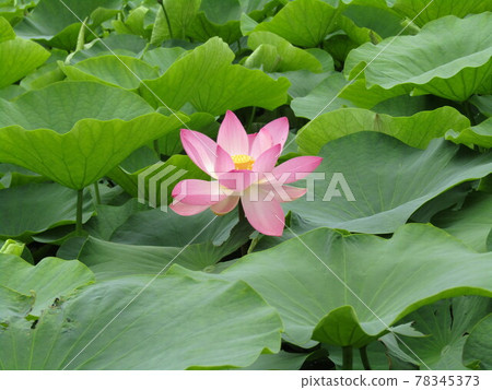 千葉公園中的羽扇花的粉紅色花朵開始開花 78345373