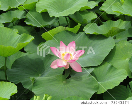 The pink flower of Ogahasasu in Chiba Park that has begun to bloom 78345374