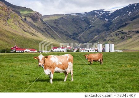Dairy Holstein Friesian cattle grazing at a pasture with farm in background Iceland Scandinavia 78345407