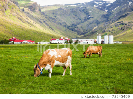 Icelandic dairy farm Icelandic dairy farm 78345409