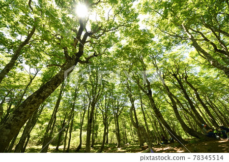 Fresh green beech Heikedaira eco image Fresh green beech Heikedaira eco image 78345514