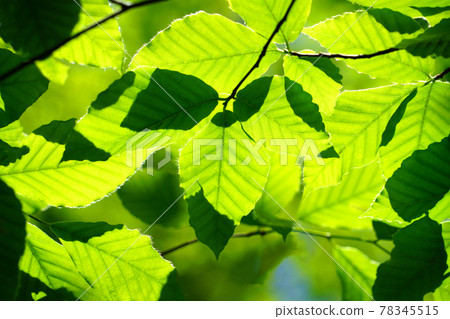 Fresh green beech Heikedaira eco image Fresh green beech Heikedaira eco image 78345515