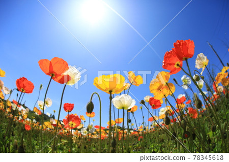 冰島罌粟9835 78345618